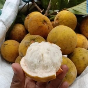 Kecapi 1 kg